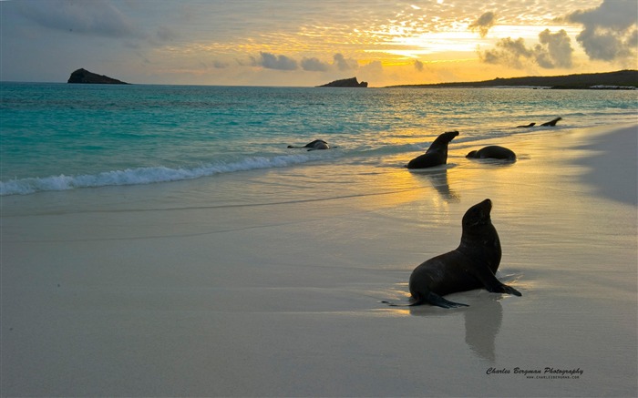 Seal Beach-Animal Photo Wallpaper Views:8381 Date:2014/4/3 8:40:03