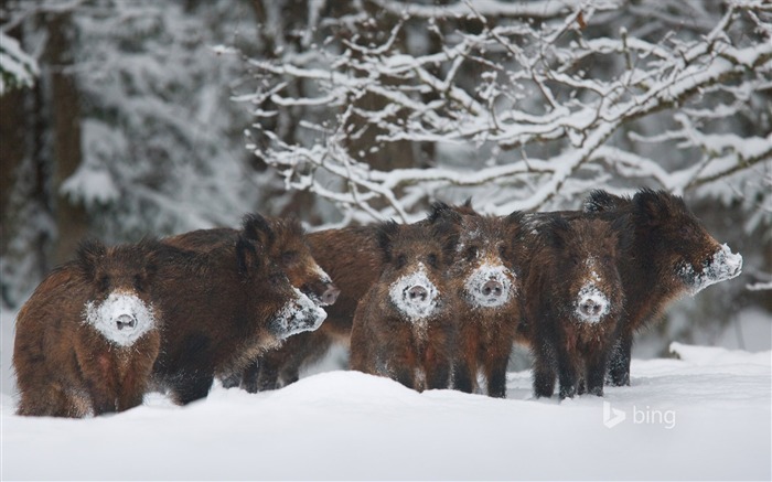 Snow boar-Bing wallpaper Views:15522 Date:2014/4/2 10:09:22