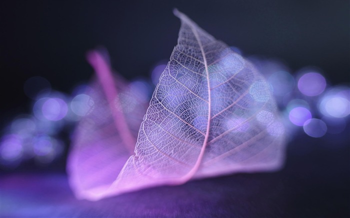 Transparent leaf vein abstract wallpaper Views:34695