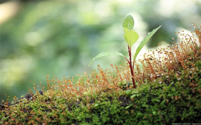 Trees and moss-Windows Photo Wallpaper Views:8349 Date:2014/4/23 8:16:33