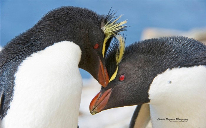 Two penguins-Animal Photo Wallpaper Views:8521 Date:2014/4/3 8:41:19