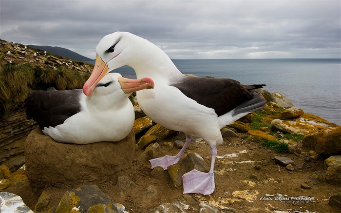 Two seabirds-Animal Photo Wallpapers Views:8693 Date:2014/4/3 8:44:21