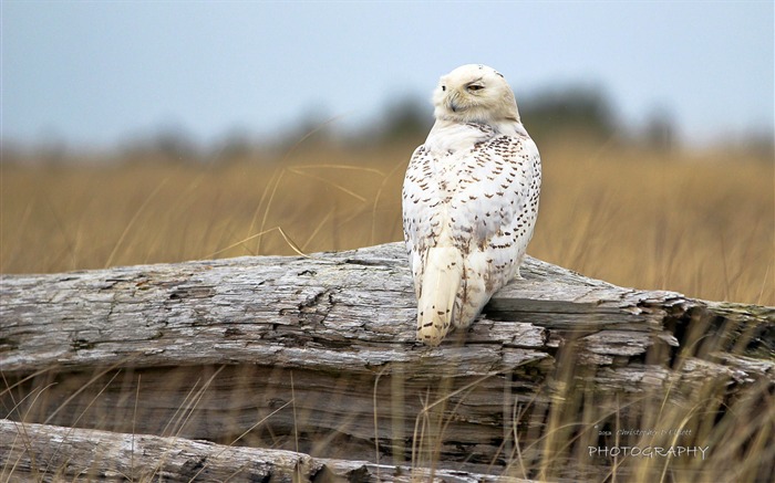 White Snowy Owl-Animal Photo Wallpapers Views:8285 Date:2014/4/3 8:47:32