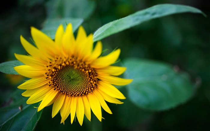 beau tournesol-plantes fond d'écran Vues:7529