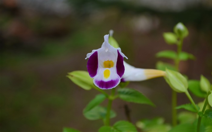 beauté de nid-plantes fond d'écran Vues:7856