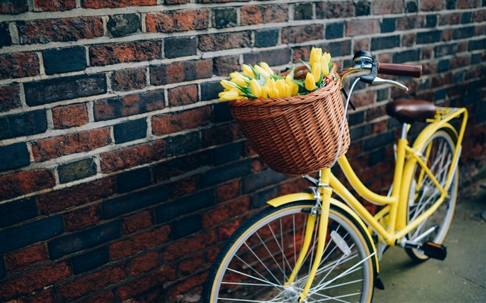 tulipes fleurs de vélo jaune-haute qualité fond d'écran Vues:7932