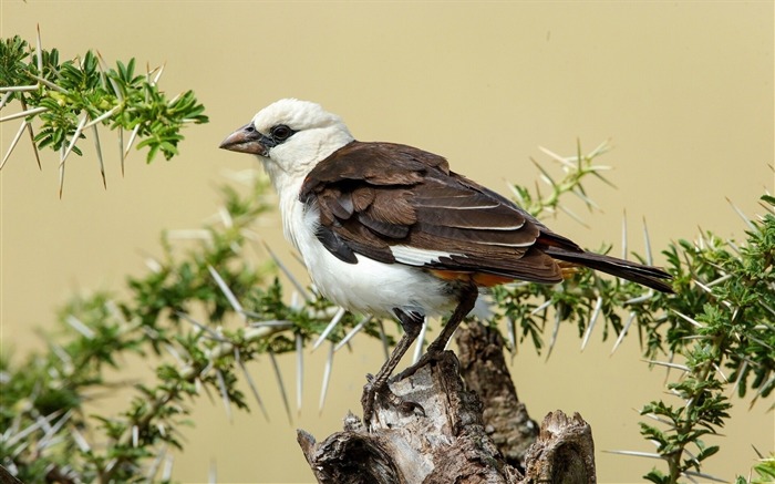 plumes de branche d'oiseau-HD Fond d'écran Vues:8219