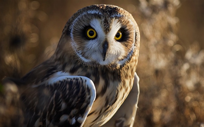 hibou oiseau prédateur-HD Fond d'écran Vues:11793