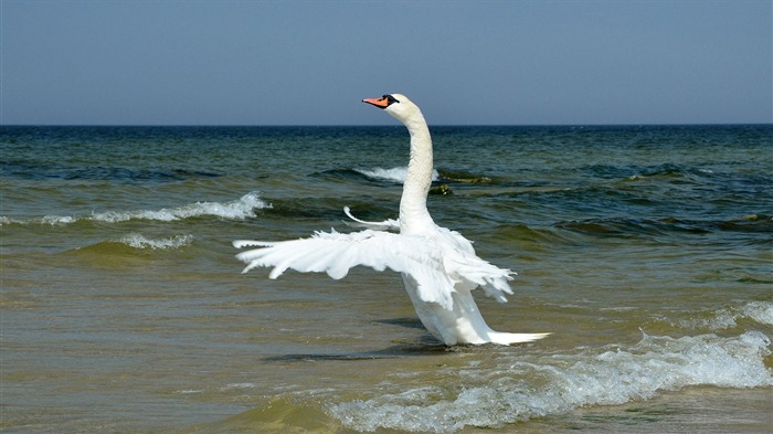 Aves, ondas, mar, horizonte, foto, hd, papel de parede Visualizações:8378