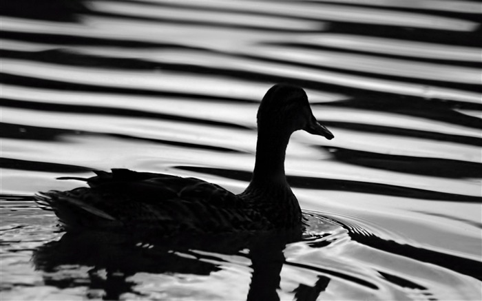 canard noir-Animaux HD Fond d'écran Vues:13675