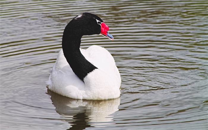 col de cygne noir-Animaux HD Fond d'écran Vues:10671