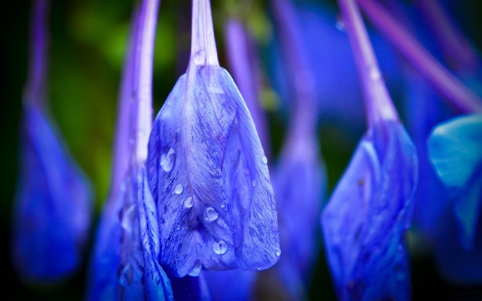 flor azul con gotas de lluvia-Plants fondo de pantalla HD Vistas:9580