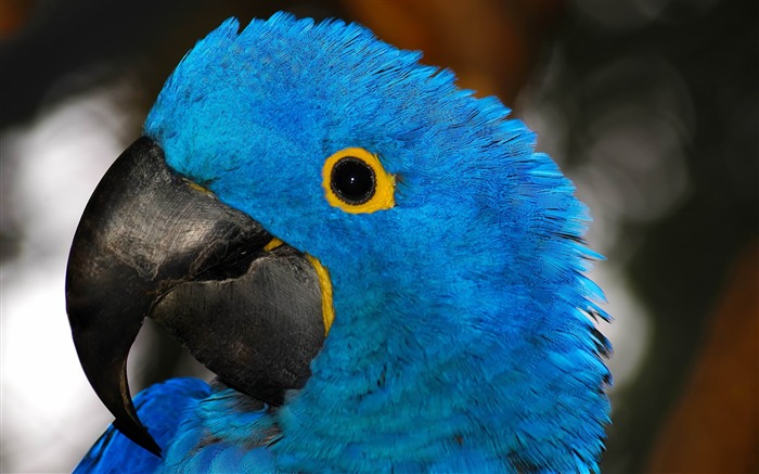 perroquet bleu-Animaux HD Fond d'écran Vues:11114