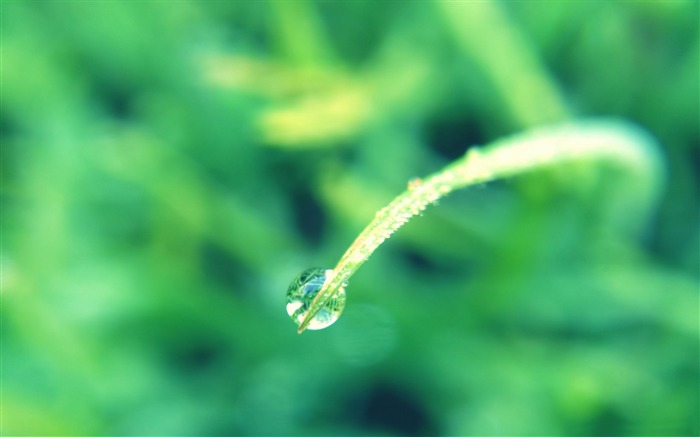 burbuja con gotas de lluvia-Plantas Fondo de pantalla HD Vistas:8979