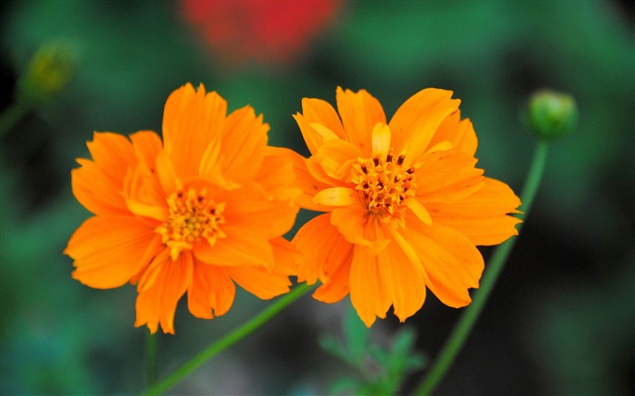 cosmos sulphureus flower-Plants fondo de pantalla HD Vistas:9457