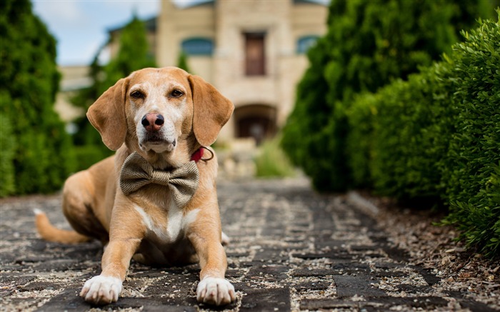 Filhote de filhote de cachorro arco-foto hd Wallpaper Visualizações:10811