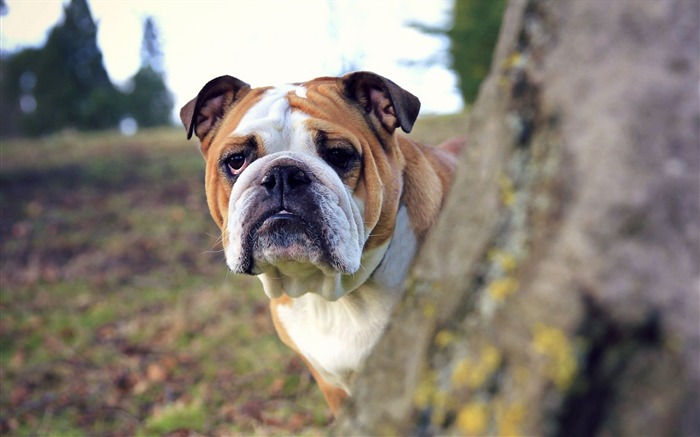 arbre de chien regarder dehors-HD Fond d'écran Vues:8442