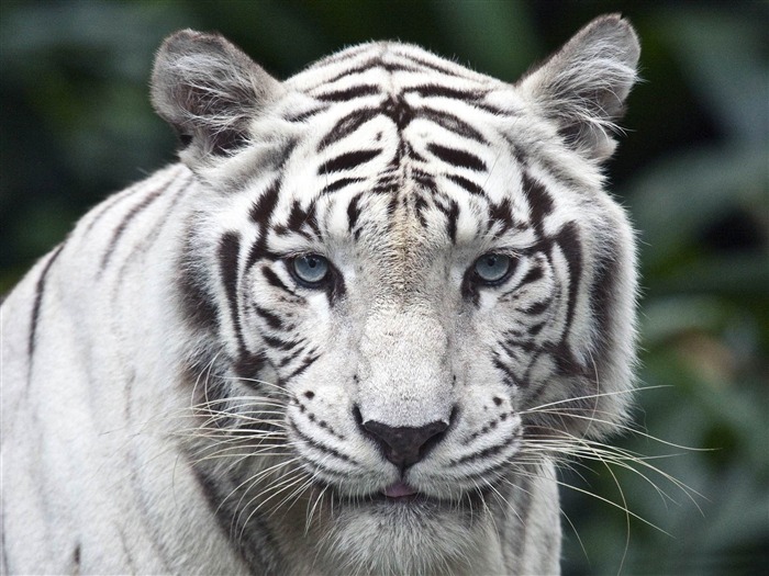 tigre blanc femelle-Animaux HD Fond d'écran Vues:14757