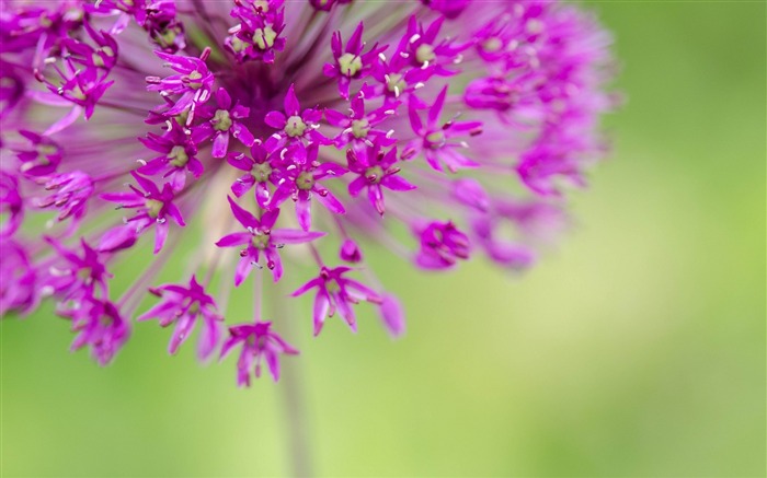 Belles images de plantes à fleurs Fond d'écran Vues:26835