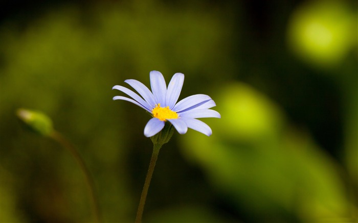 fleur avec des pétales bleu-plantes fond d'écran Vues:7447