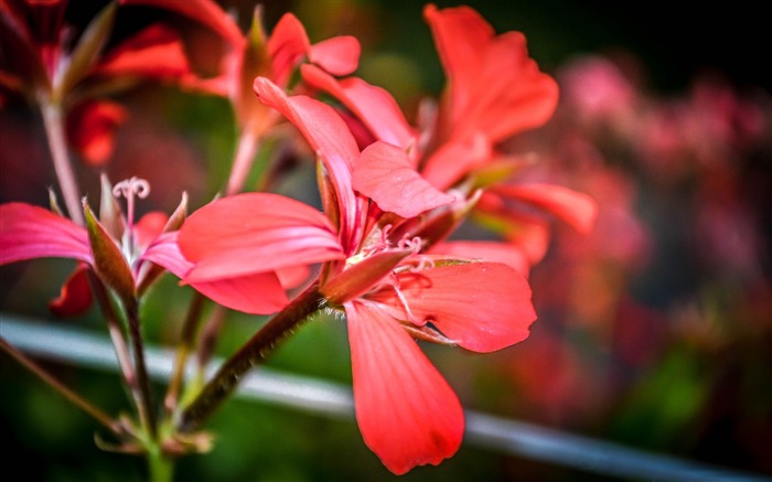 fleur avec des pétales rouges-plantes fond d'écran Vues:7803