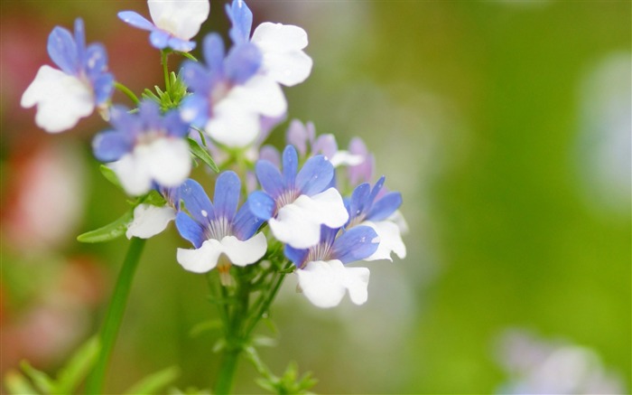 꽃 매크로 흐리게 - 식물 이미지 벽지 찾아보기 :8006