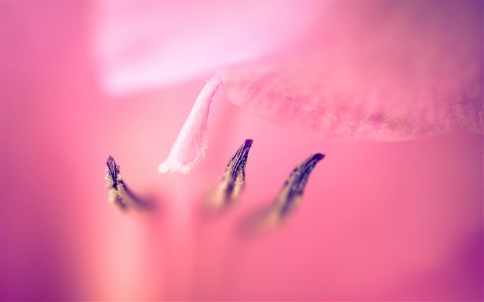 gladiolus macro-Plants fondo de pantalla HD Vistas:8436