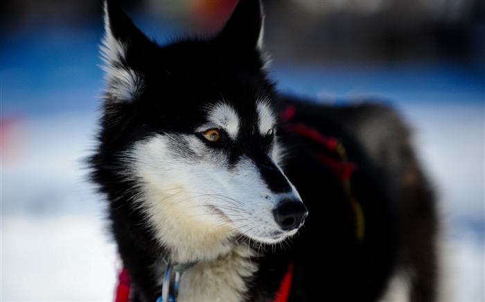 chiot husky museau-HD Fond d'écran Vues:10021