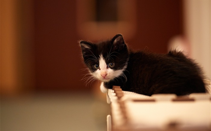 chaton bébé repéré-HD Fond d'écran Vues:9219