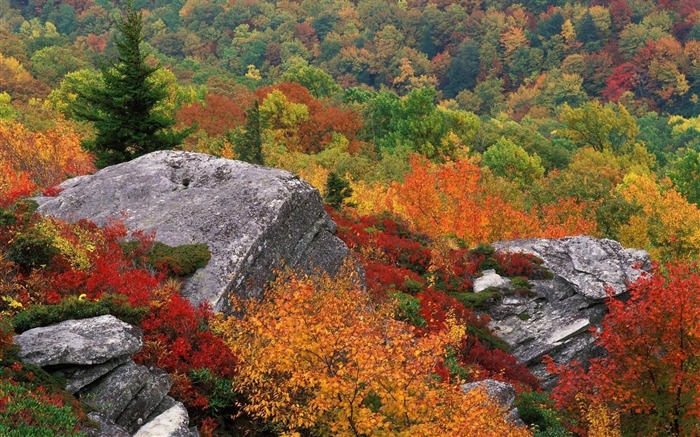 feuilles d'automne-Paysage HD Fond d'écran Vues:8806