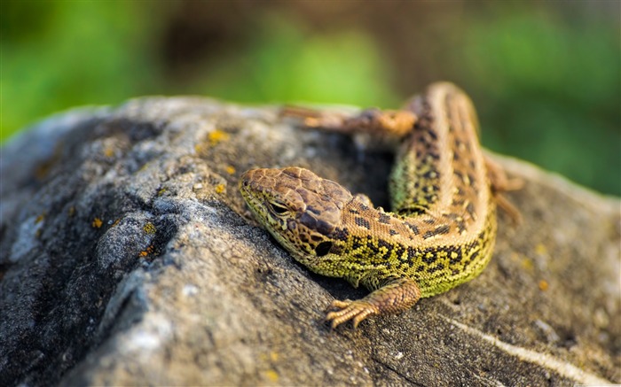 yeux lézard griffes-HD Fond d'écran Vues:7838