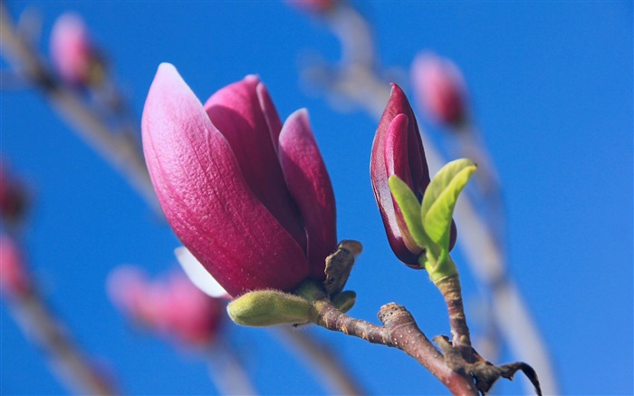 magnolia denudata desr-Plants fondo de pantalla HD Vistas:10258