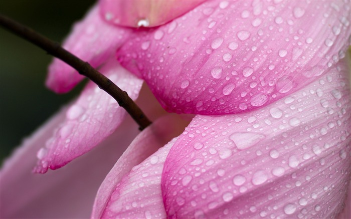 pétales de fleurs roses-plantes fond d'écran Vues:7239