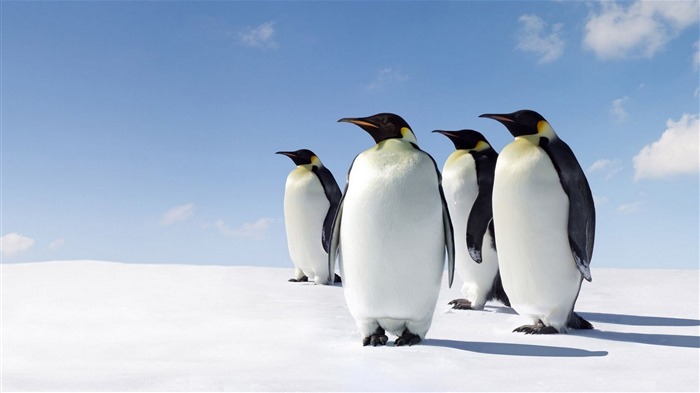 pingüins de neve a pé-foto hd Wallpaper Visualizações:10124