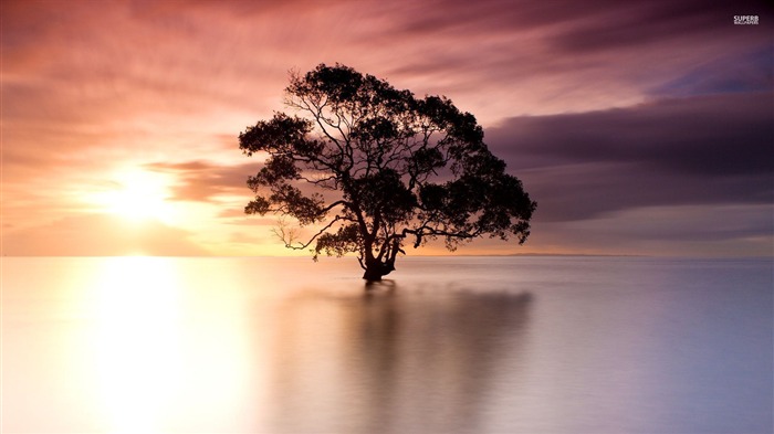 arbre dans Nudgee australie-nature Fond d'écran Vues:9114