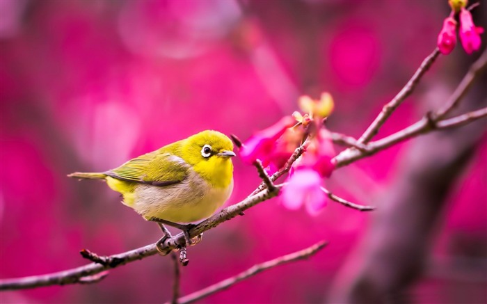 jaune printemps des oiseaux-Animaux HD Fond d'écran Vues:15622