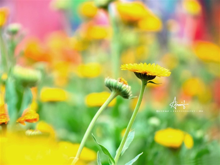 plantas de flores amarillas Fondo de pantalla HD Vistas:8172