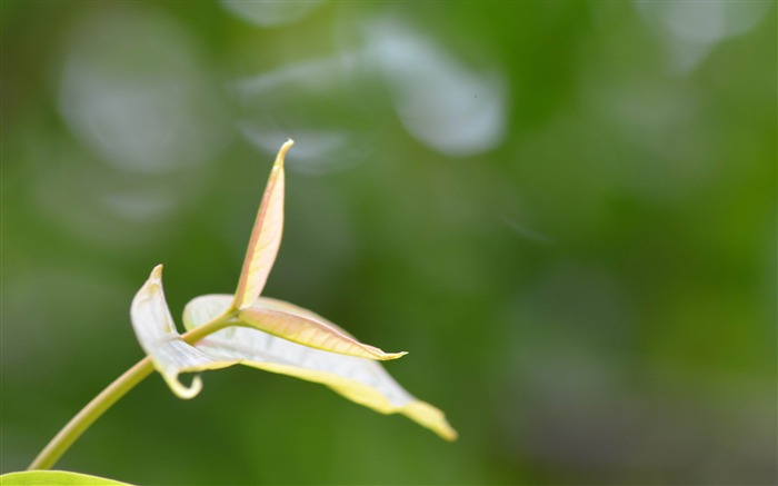 Bokeh-Plante d'été Fond d'écran Vues:7729