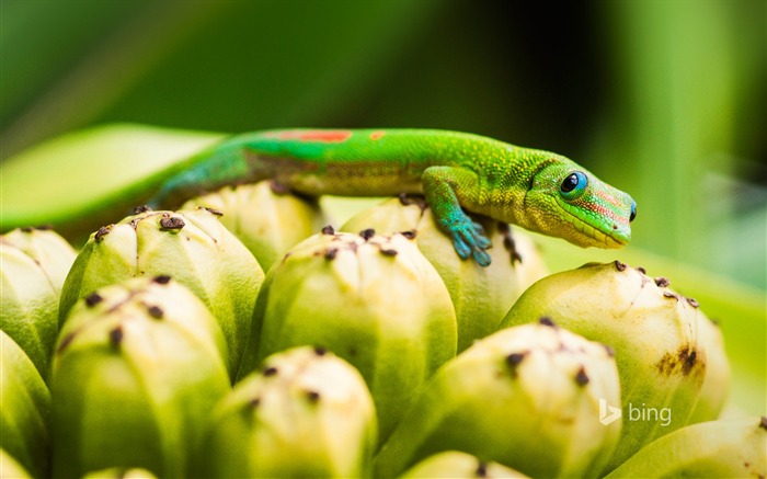 Chameleon Macro-Bing fond d'écran Vues:7658