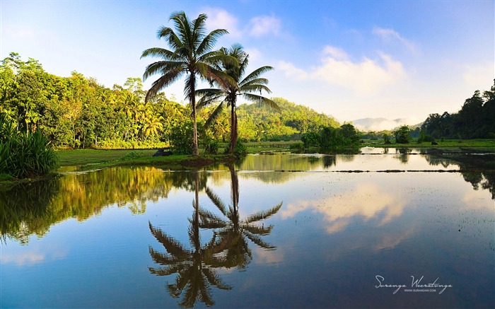 Coco reflejo-Sri Lanka Win8 fondo de pantalla Vistas:10326