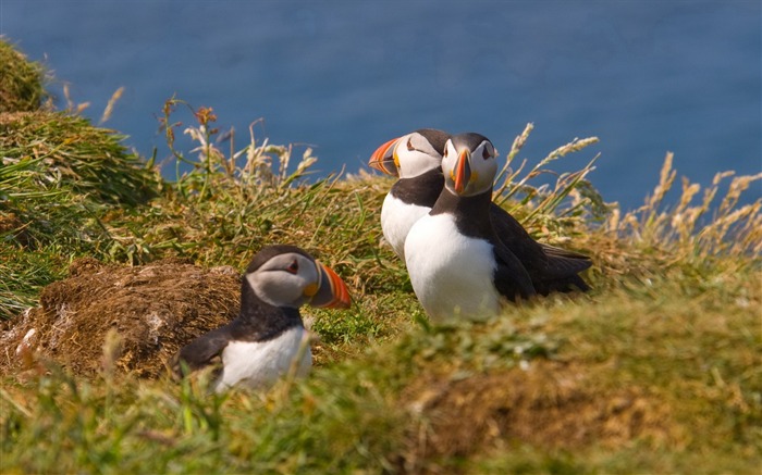 かわいいエルフツノメドリ鳥の写真撮影の壁紙 ブラウズ:8015