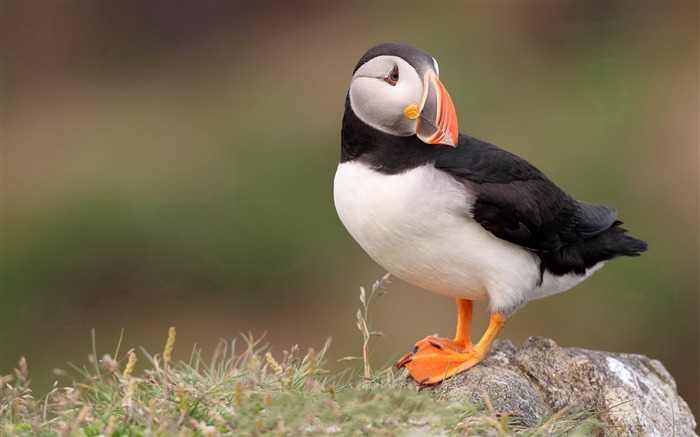 かわいいエルフツノメドリ鳥の写真撮影の壁紙 ブラウズ:8626