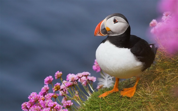 かわいいエルフツノメドリ鳥の写真撮影の壁紙 ブラウズ:10678