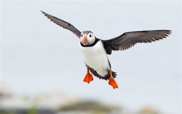 かわいいエルフツノメドリ鳥の写真撮影の壁紙 ブラウズ:8902