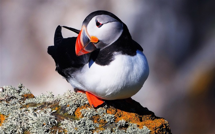 かわいいエルフツノメドリ鳥の写真撮影の壁紙 ブラウズ:8174