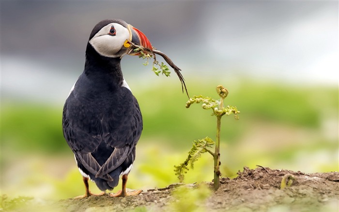 귀여운 요정 puffin 조류 사진 벽지 11 찾아보기 :7340