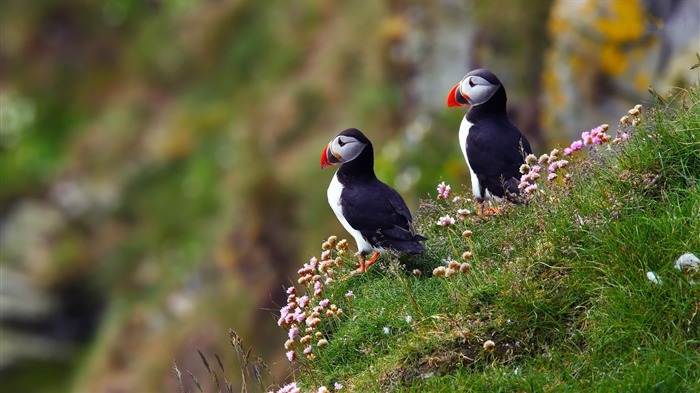 귀여운 엘프 puffin 조류 사진 벽지 14 찾아보기 :7389