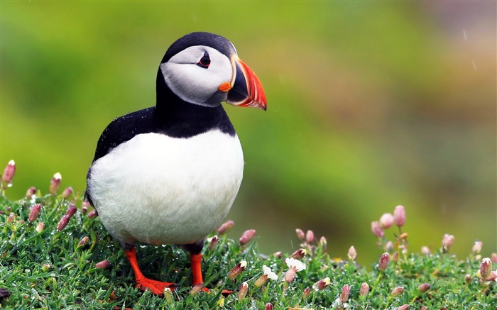 Cute Elf puffin bird photography wallpaper Views:31074