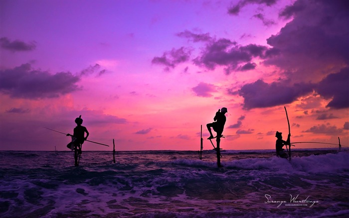 Pescando al atardecer-Sri Lanka Win8 fondo de pantalla Vistas:15047