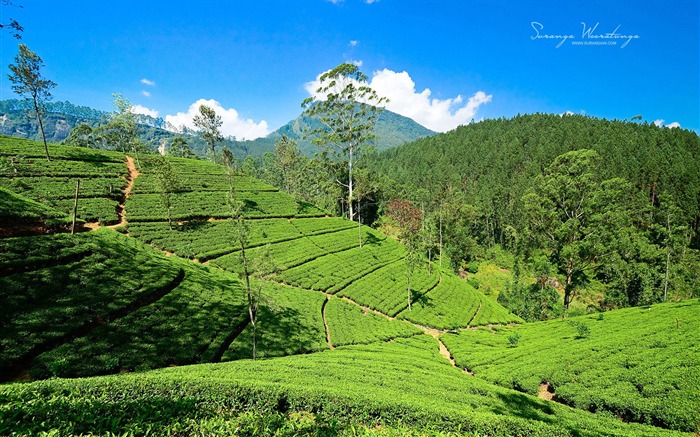 Les collines vertes-Sri Lanka Win8 Fond d'écran Vues:10648